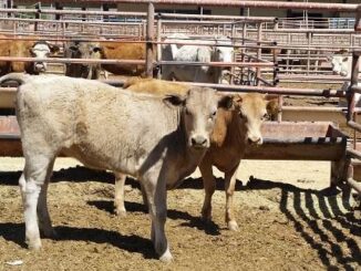 Busca PRI fortalecer ganadería en Chihuahua; blindarían estatus sanitario y confianza internacional en productores locales