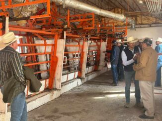 Reanudan este viernes el cruce de ganado en pie por Ojinaga