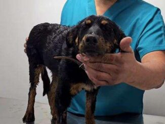 Investiga Fiscalía caso de “Violeta” perrita encontrada en tambo con chapopote