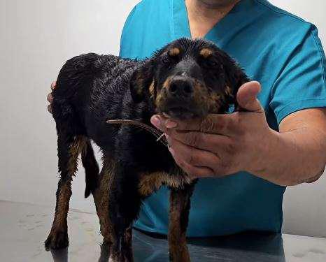 Investiga Fiscalía caso de “Violeta” perrita encontrada en tambo con chapopote