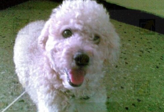 Regresa del trabajo y encuentra a su perrita degollada y mutilada, familia exige justicia