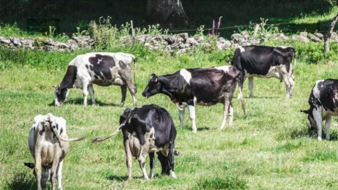 Chihuahua refuerza la lucha contra el Gusano Barrenador del Ganado
