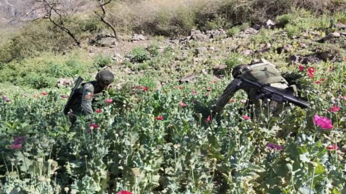 Ejército destruye 459 plantíos de amapola y 212 de mariguana
