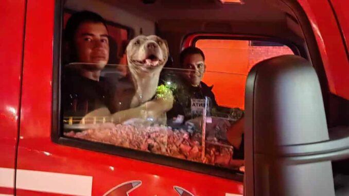 Rescatan Bomberos de Cuauhtémoc a perrita atrapada en dren pluvial