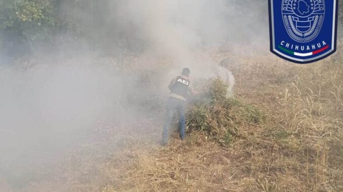 Destruye AEI plantío de marihuana en Guadalupe y Calvo