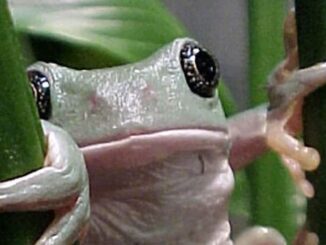 Expertas de la UNAM buscan en ranas moléculas para combatir enfermedades inflamatorias