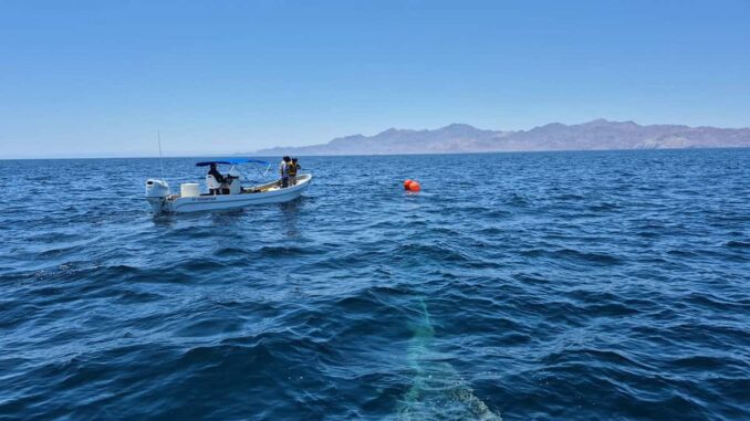 Marina rescata y libera a una ballena jorobada en el Golfo de California