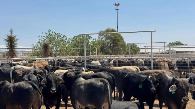 Chihuahua se suma a propuesta de crear cinturones sanitarios para fortalecer la sanidad del ganado