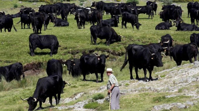 Ganaderos en México prevén extinción de toros de lidia en 2 años con «corridas sin sangre»