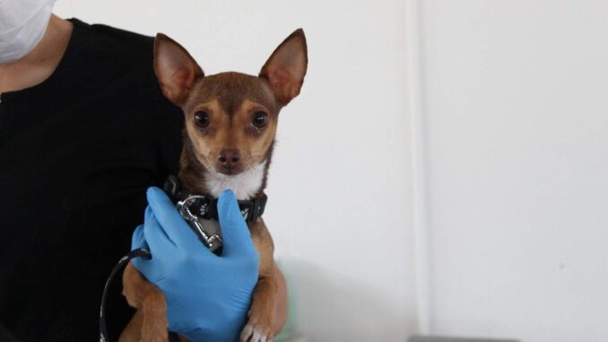 Esteriliza Unidad Móvil del IMPAS a más de 50 mascotas en zona rural El Sauz