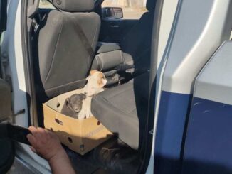 Resguardan a cuatro cachorros abandonados en baldío de Misiones del Sur